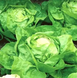 biopom-nasiona-wiejska-srednio-pozna-miekka-salata-maslowa-duze-glowki-1g