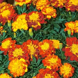 biopom-nasiona-jednoroczna-aksamitka-wysoka-pomaranczowy-zolty-mix-kolor-1g