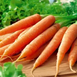 toraf-nasiona-marchew-dolanka-pozna-plenna-duzy-korzen-5g