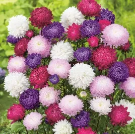 biopon-nasiona-aster-piwoniowy-mix-kolorow-wysoki