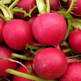 toraf-rzodkiewka-carmen-bardzo-plenna-smaczna-duza-wczesna-nasiona-10g