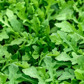 toraf-nasiona-dwuletnia-superswieza-mikro-listki-zielona-rukola-1g