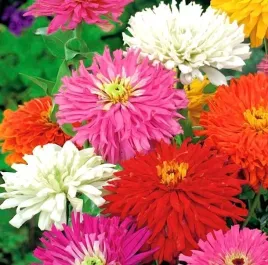 biopon-nasiona-cynia-chryzantemowa-mix-kolorow-1g