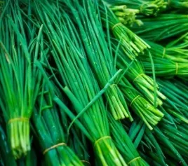 toraf-nasiona-szczypiorek-bohemia-wieloletni-odrastajacy-2g