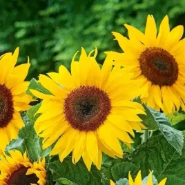 biopon-nasiona-slonecznik-ogrodowy-na-ziarno-10g