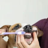 auna-pasta-do-psich-zebow-30-ml-stan-nowy