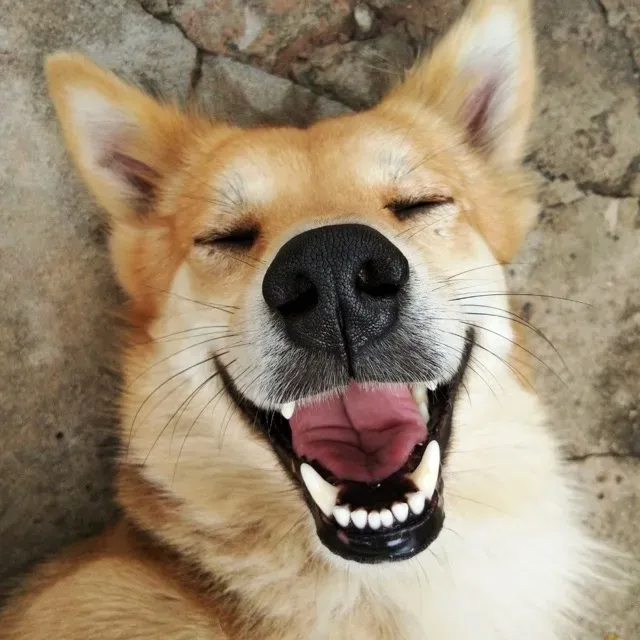 auna-pasta-do-psich-zebow-30-ml