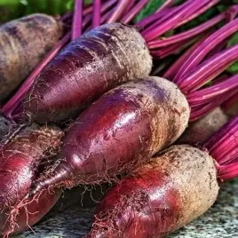 burak-cwiklowy-opolski-nasiona-buraczkow-najpopularniejsza-polska-odmiana