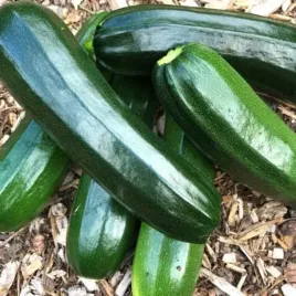 biopon-nasiona-dynia-zwyczajna-cukinia-srednio-wczesna-dobre-przetwory-2g