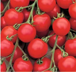 toraf-pomidor-koktajlowy-cerise-nasiona-pomidorow-pomidory-warzyw-plenne