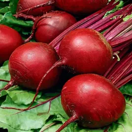 toraf-nasiona-burak-cwiklowy-okragly-ciemnoczerwony-20g