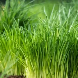 biopon-nasiona-szczypiorek-jowisz-aromatyczny-1g