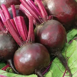 biopon-nasiona-burak-cwiklowy-zimowe-przechow-15g