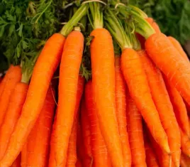 toraf-nasiona-marchew-jadalna-brelikumer-2-pozna-odmiana-slodka-5g