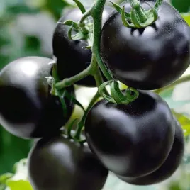 pomidor-koktajlowy-czarny-blackball-smaczny-nasiona-pomidorkow-koktajlowych