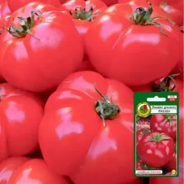 pomidor-malinowy-prezes-odporny-na-zaraze-bardzo-smaczne-malinowe-pomidory