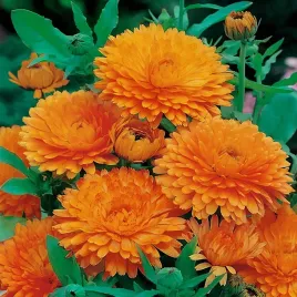 nagietek-lekarski-pomaranczowy-nasiona-kwiatow-591-toraf