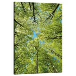 obraz-na-plotnie-liscie-drzewa-zielen-slonce-niebo-80x120-cm
