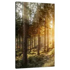 obraz-na-plotnie-brzozy-drzewa-slonca-poranek-70x120-cm