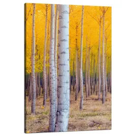 obraz-na-plotnie-brzozy-jesienia-zolte-liscie-80x120-cm