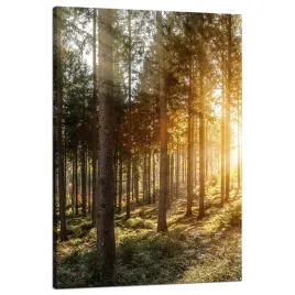 obraz-na-plotnie-brzozy-drzewa-slonca-poranek-80x120-cm
