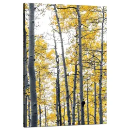 obraz-na-plotnie-brzozy-zolte-liscie-natura-wiosna-80x120-cm