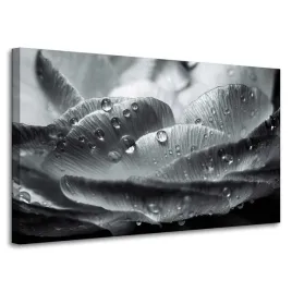 obraz-na-plotnie-botanika-kwiat-krople-rosy-100x60