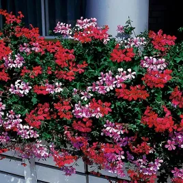 pelargonia-zwisajaca-speedy-mixed-nasiona-kwiatow-pelargoni-drobne-i-geste