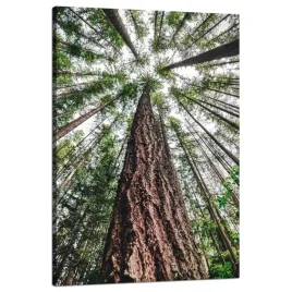 obraz-na-plotnie-drzewa-niebo-natura-przyroda-sztuka-80x120-cm
