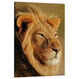 obraz-na-plotnie-lew-w-blasku-slonca-twarz-natura-80x120-cm