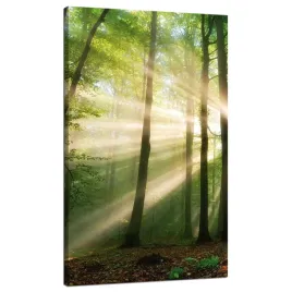 obraz-na-plotnie-slonce-w-lesie-drzewa-natura-70x120-cm