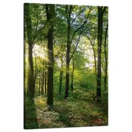 obraz-na-plotnie-slonce-las-drzewa-promienie-swiatla-80x120-cm