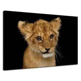obraz-na-plotnie-twarz-malutkiego-lwa-oczy-pieknosc-120x80-cm