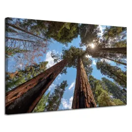obraz-na-plotnie-wysokie-drzewa-niebo-natura-slonce-120x80-cm