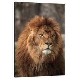 obraz-na-plotnie-zapatrzony-lew-natura-twarz-dzikosc-80x120-cm