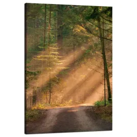 obraz-na-plotnie-sciezka-w-lesie-drzewa-przyroda-80x120-cm