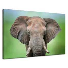 obraz-na-plotnie-twarz-slonia-kly-szarosc-zwierze-120x80-cm