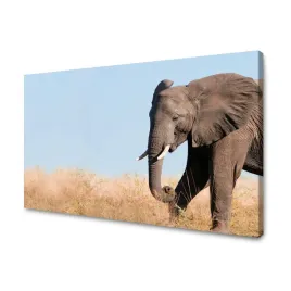 obraz-na-plotnie-szary-duzy-slon-z-traba-sawanna-cieplo-120x70-cm