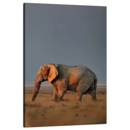 obraz-na-plotnie-slon-sawanna-afryka-niebo-trawa-80x120-cm