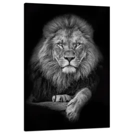 obraz-na-plotnie-szarosc-lew-twarz-poza-krol-80x120-cm-idealny-na-prezent