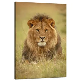 obraz-na-plotnie-lew-na-trawie-zwierze-natura-80x120-cm-idealny-na-prezent