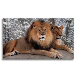 obraz-na-plotnie-para-lwow-lezacych-natura-120x80-cm-idealny-na-prezent
