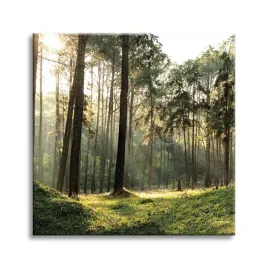 obraz-na-plotnie-las-drzewa-slonce-natura-60x60-cm-idealny-na-prezent
