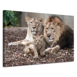 obraz-na-plotnie-rodzina-lwow-zdjecie-natura-120x80-cm-idealny-na-prezent