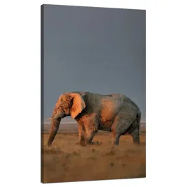 obraz-na-plotnie-slon-sawanna-afryka-niebo-trawa-70x120-cm