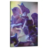 obraz-na-plotnie-botanika-indygo-orchidea-60x100-c