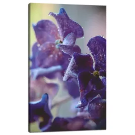 obraz-na-plotnie-botanika-indygo-orchidea-60x100-c