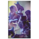 obraz-na-plotnie-botanika-indygo-orchidea-60x100-c-stan-nowy
