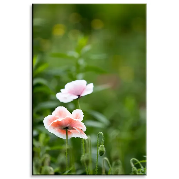 obraz-na-plotnie-botanika-jasne-maki-80x120-cm-stan-nowy