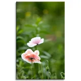 obraz-na-plotnie-botanika-jasne-maki-50x80-cm-stan-nowy
